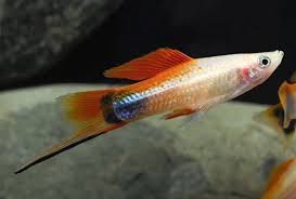 Asst Crescent Swordtail