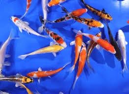 Asst Koi Reg 3-4"