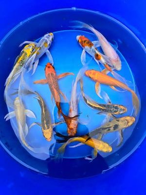 Butterfly Koi 2-3"