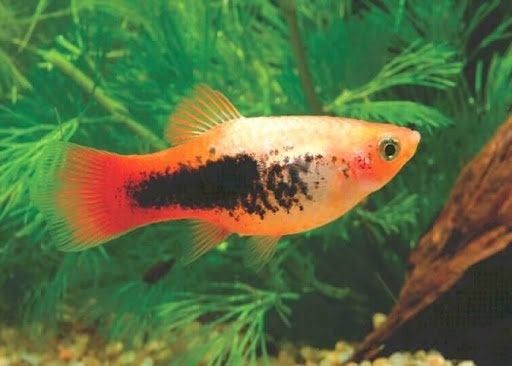 Firetail Tuxedo Platy Med
