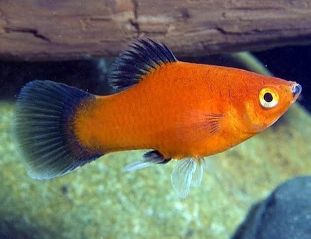 Red Wag Platy