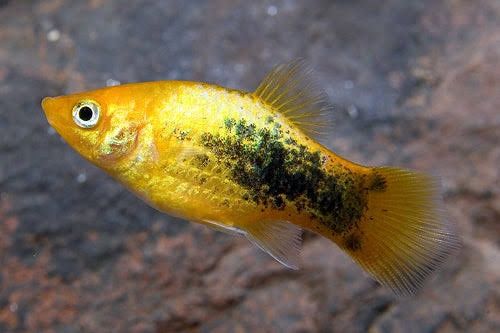 24- Karat Tuxedo Platy Med