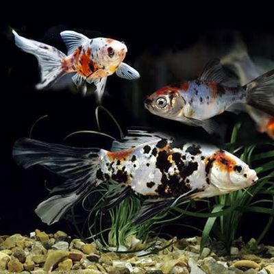 Calico Shubunkin Goldfish Med