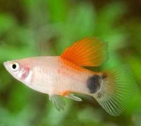 Pineapple Candy Crescent Platy Med
