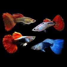 Asst Fancy Guppy Lg