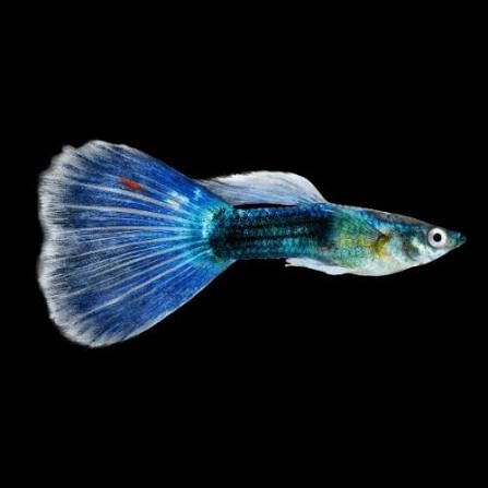 Blue Moscow Delta Guppy