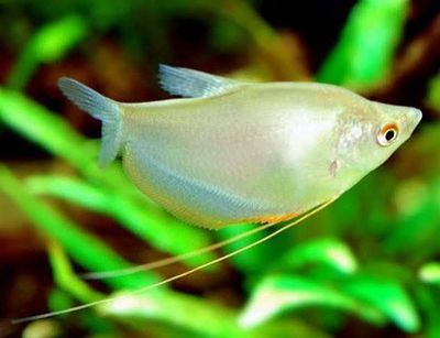 Moonlight Gourami Reg