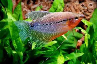 Pearl Leeri Gourami