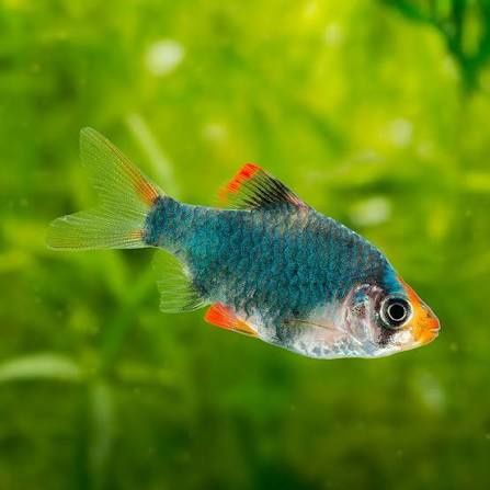Green Tiger Barb Reg