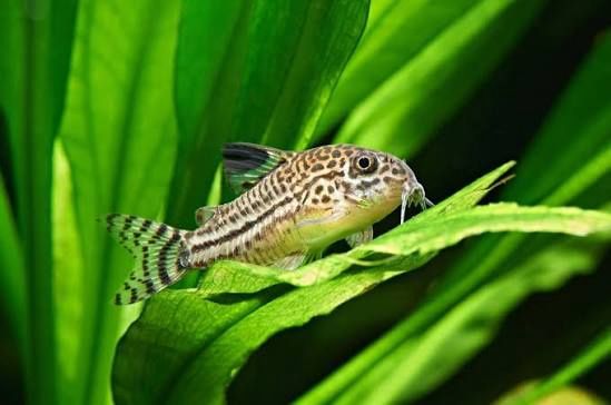 Juli Corydoras Tank Raised Reg