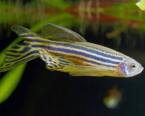 Longfin Gold Zebra Danio Reg