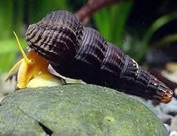 Assorted Rabbit Snail Reg