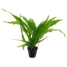 Java Fern Reg