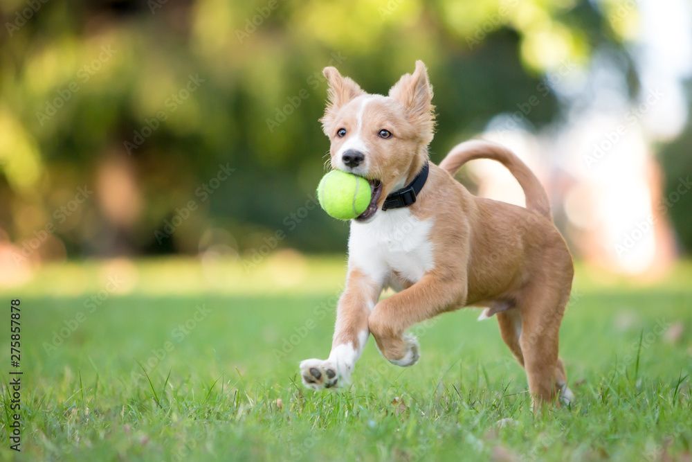 Imperial Puppy Plus 15 kg