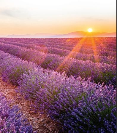 Officinalis BLU LAVANDA  100ml