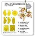 JEM Small Cymbidium Orchid - Set of 8 103FF038