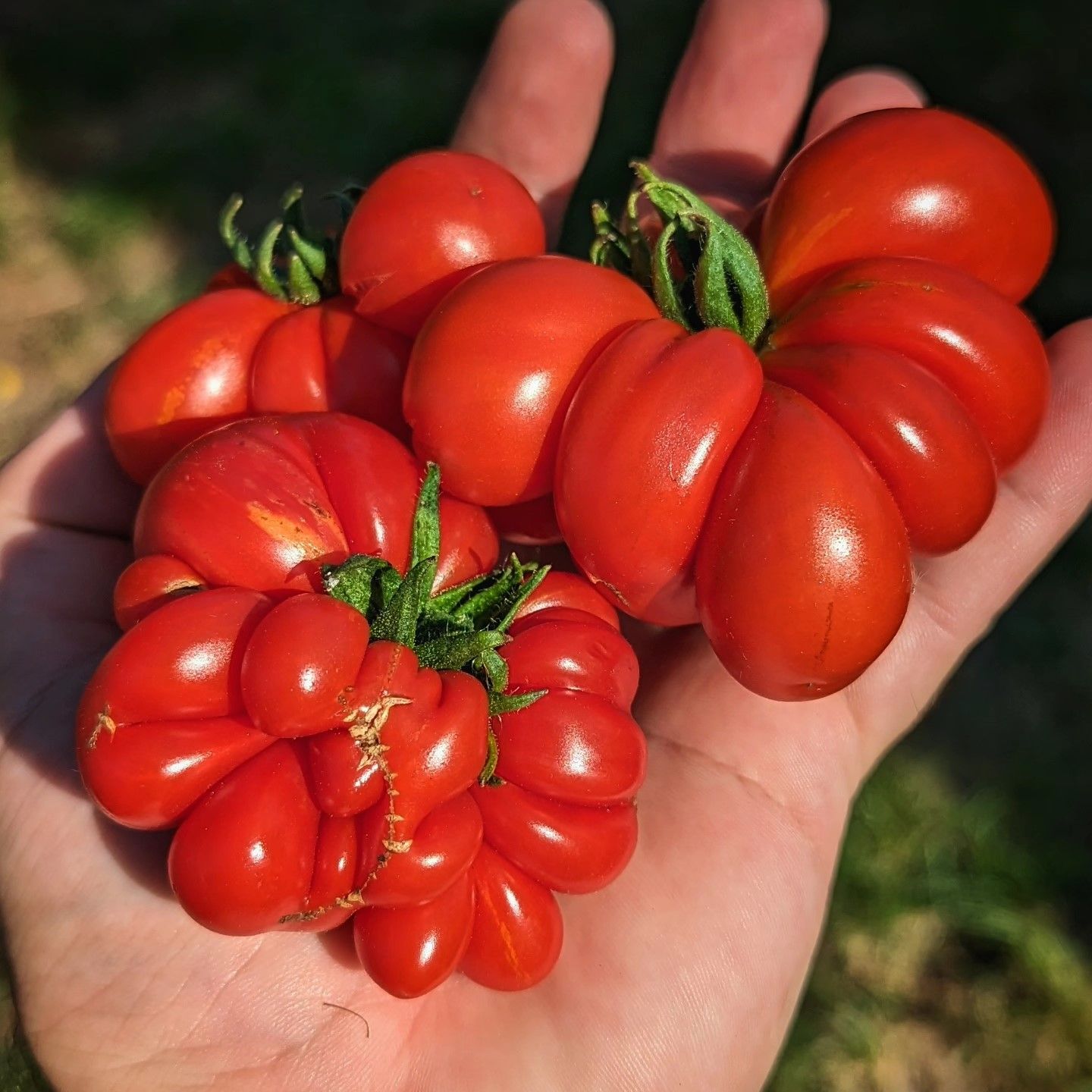 Reisetomate
