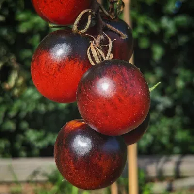 Schwarze Krim