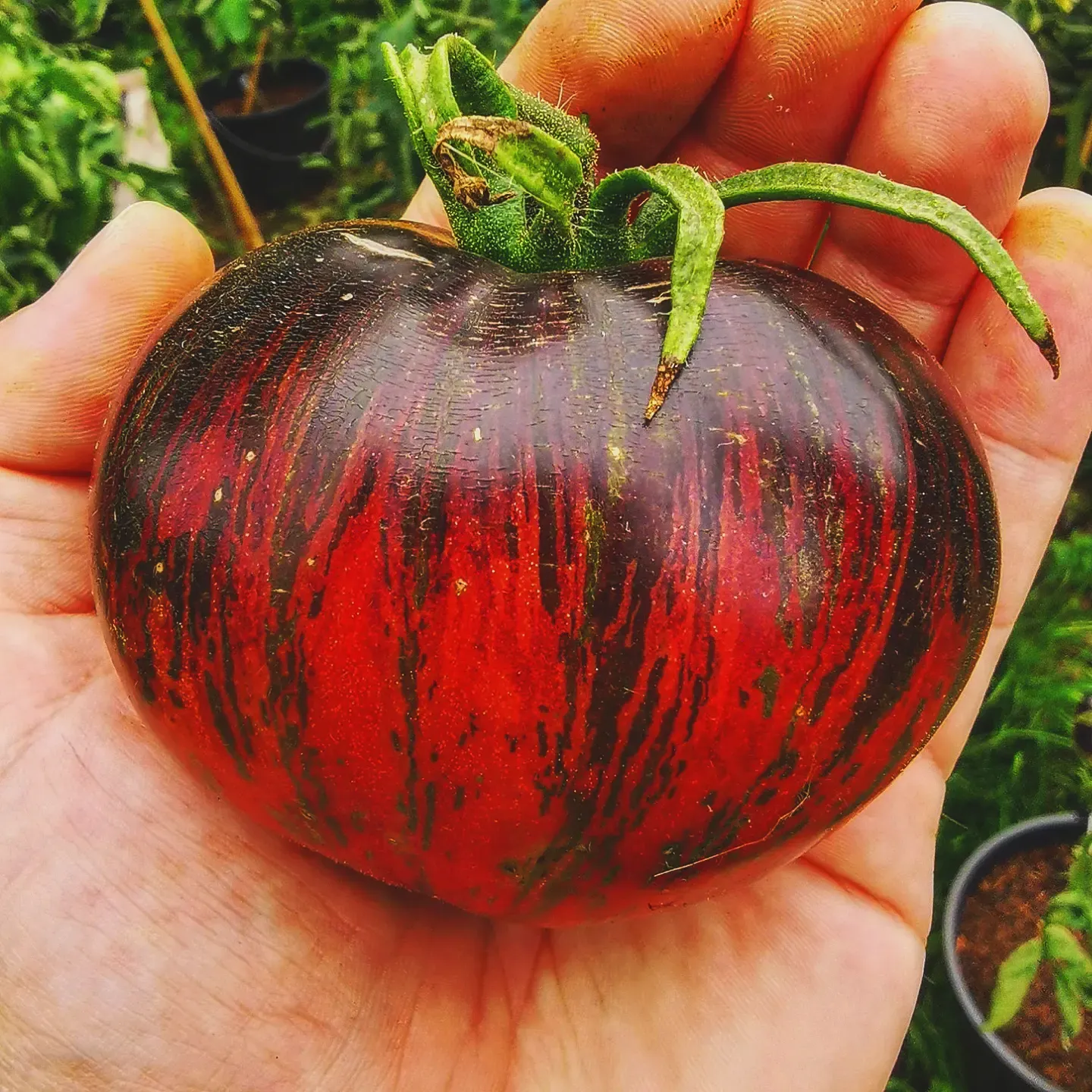 Marshas Starfighter Beefsteak