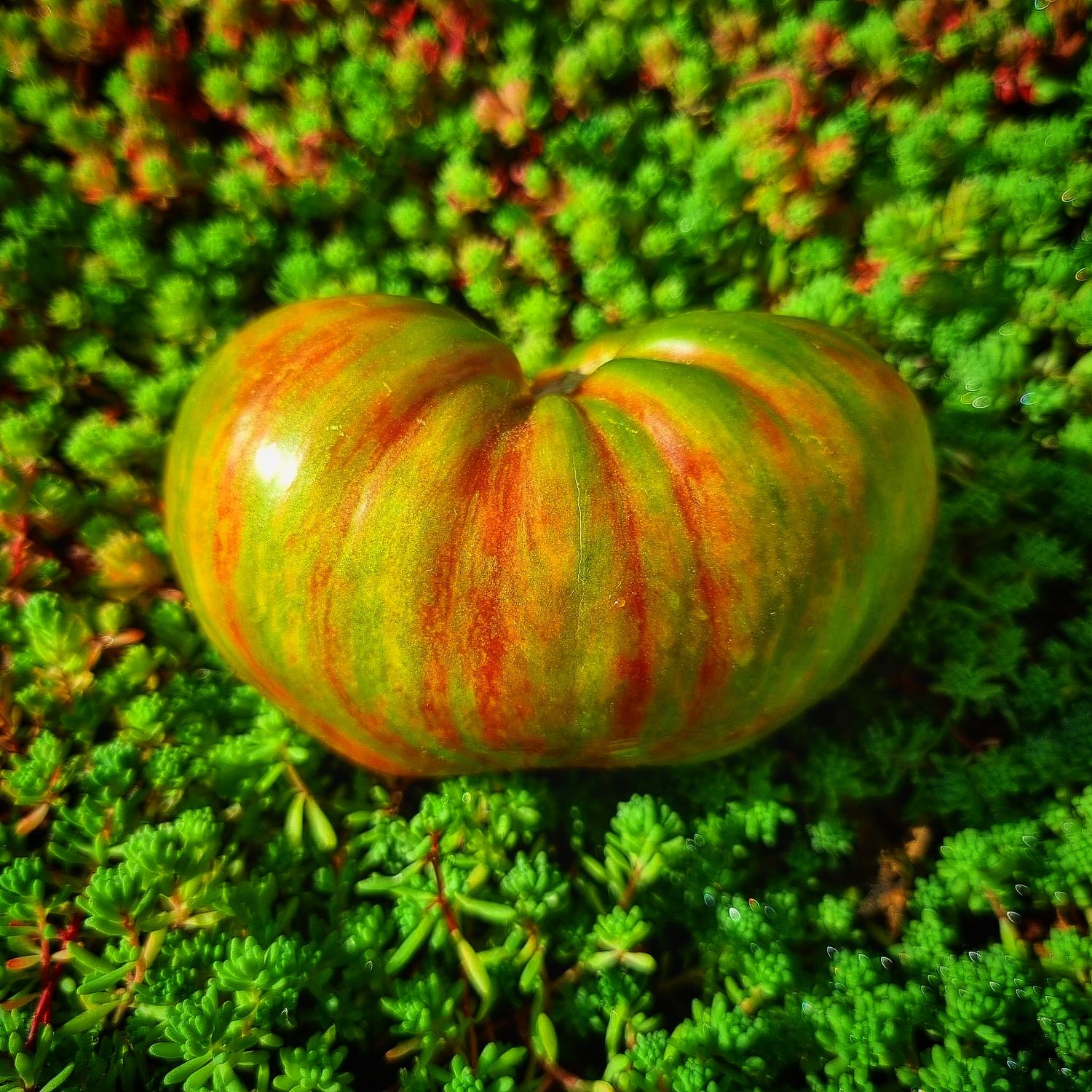 Berkeley Tie Dye Green