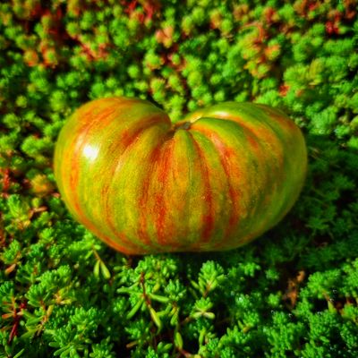 Berkeley Tie Dye Green