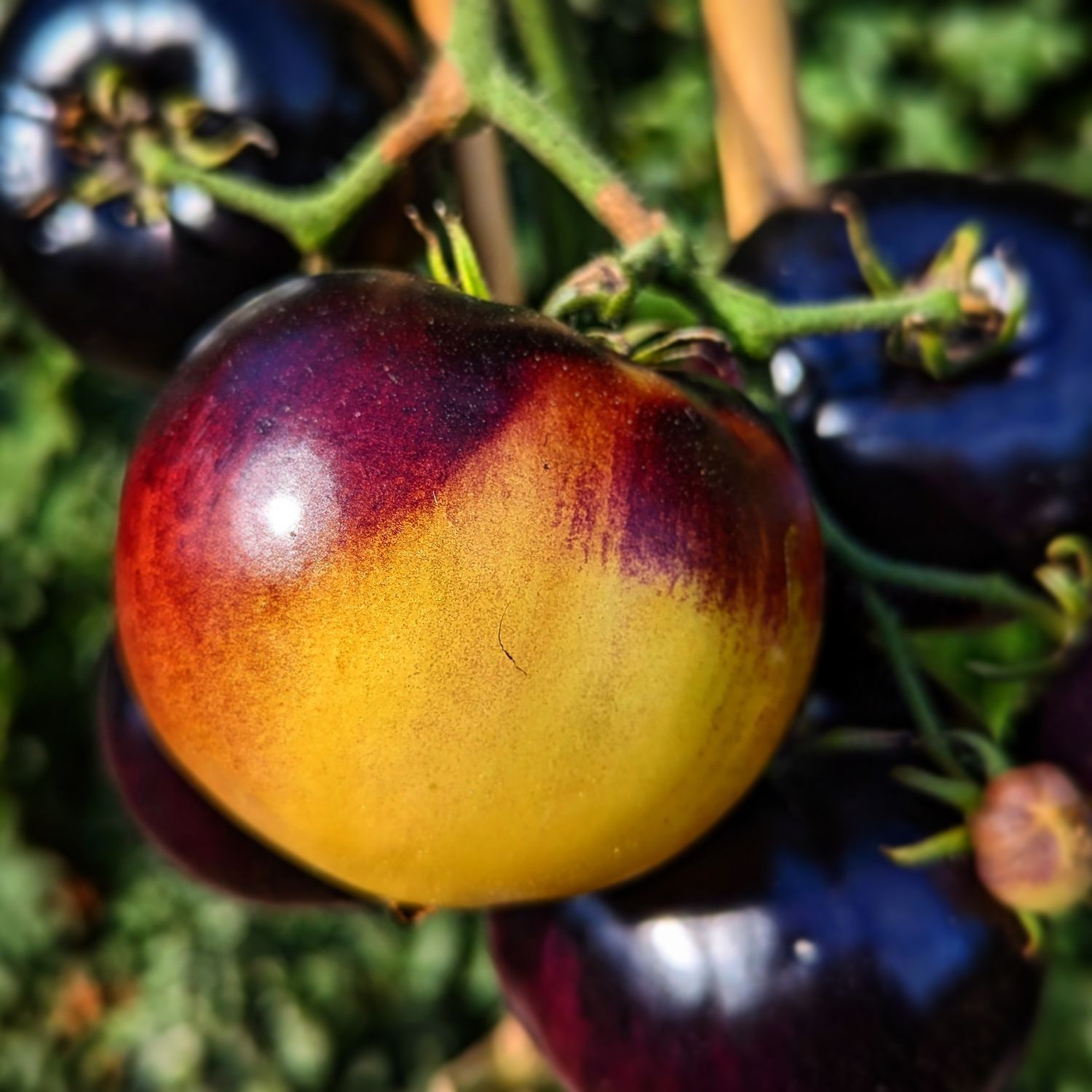 Great White Purple