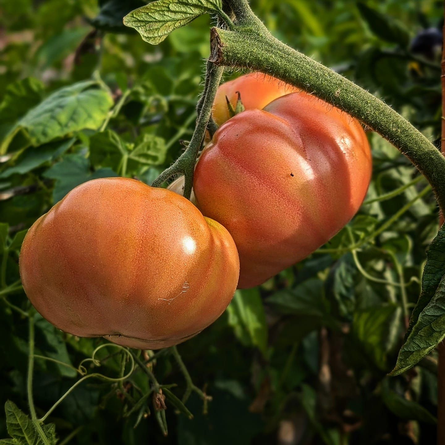 Ponderosa Pink