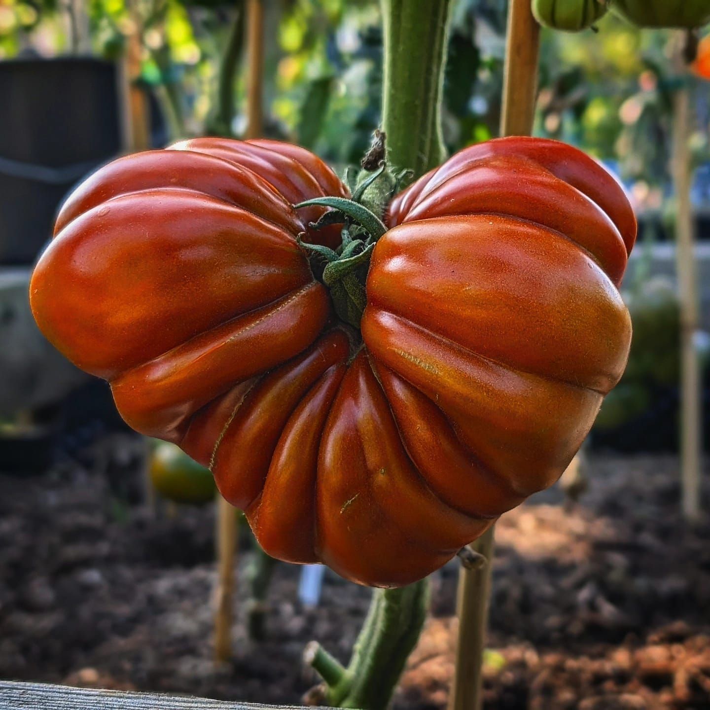 Pleated Carnelian