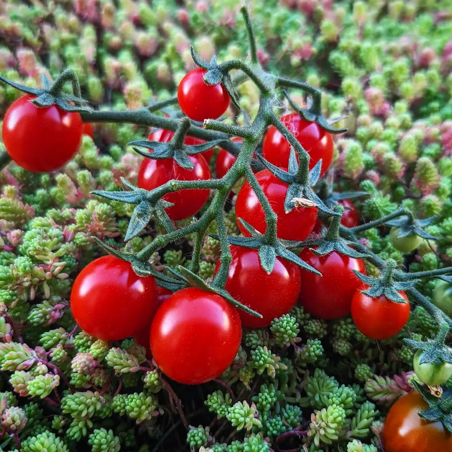 Bonbontomate Phylamina