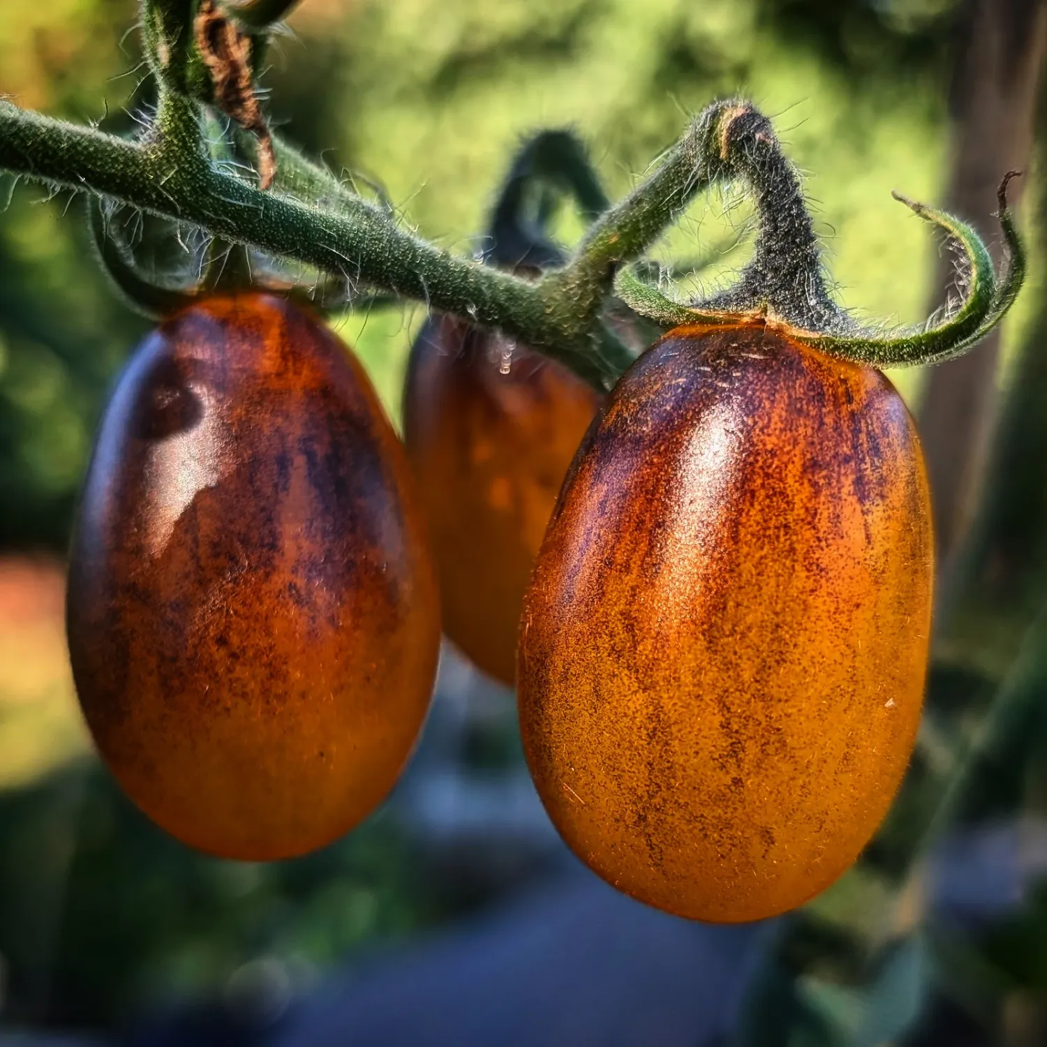 Indigo Pear Drops