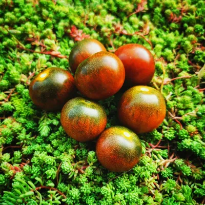 Russian Black Cherry