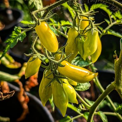 Dancing Green Fingers