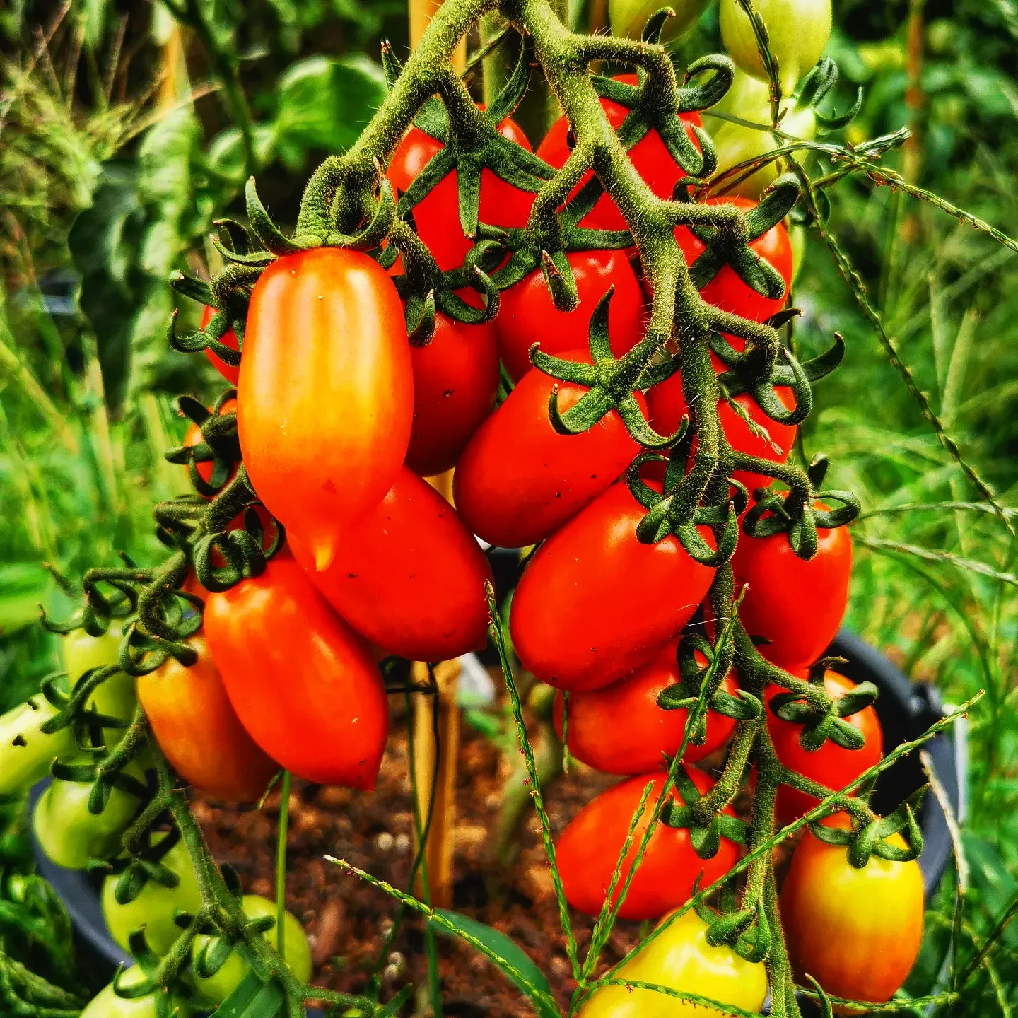 San Marzano Mini