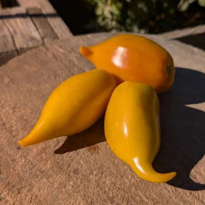 Buratino