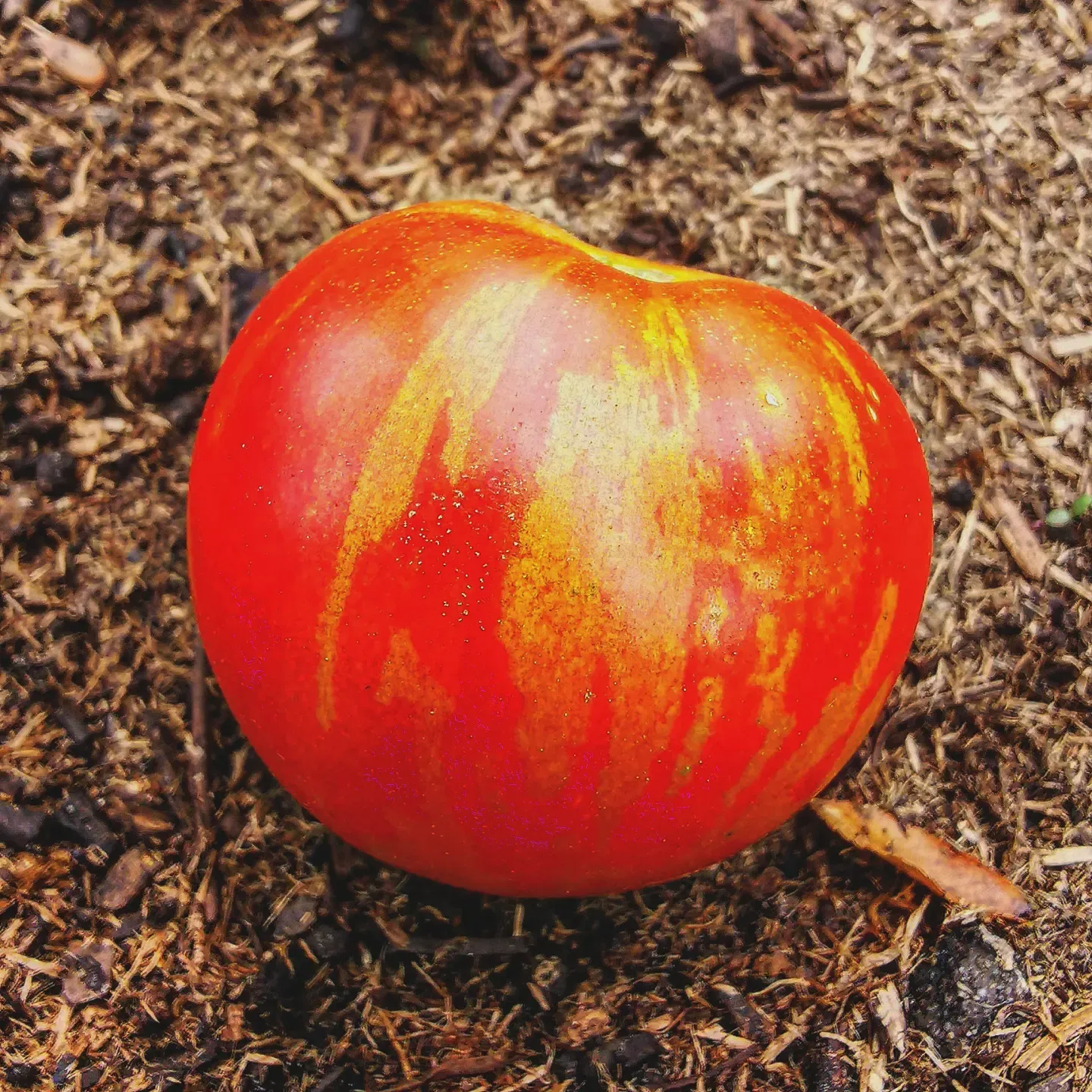Red Zebra