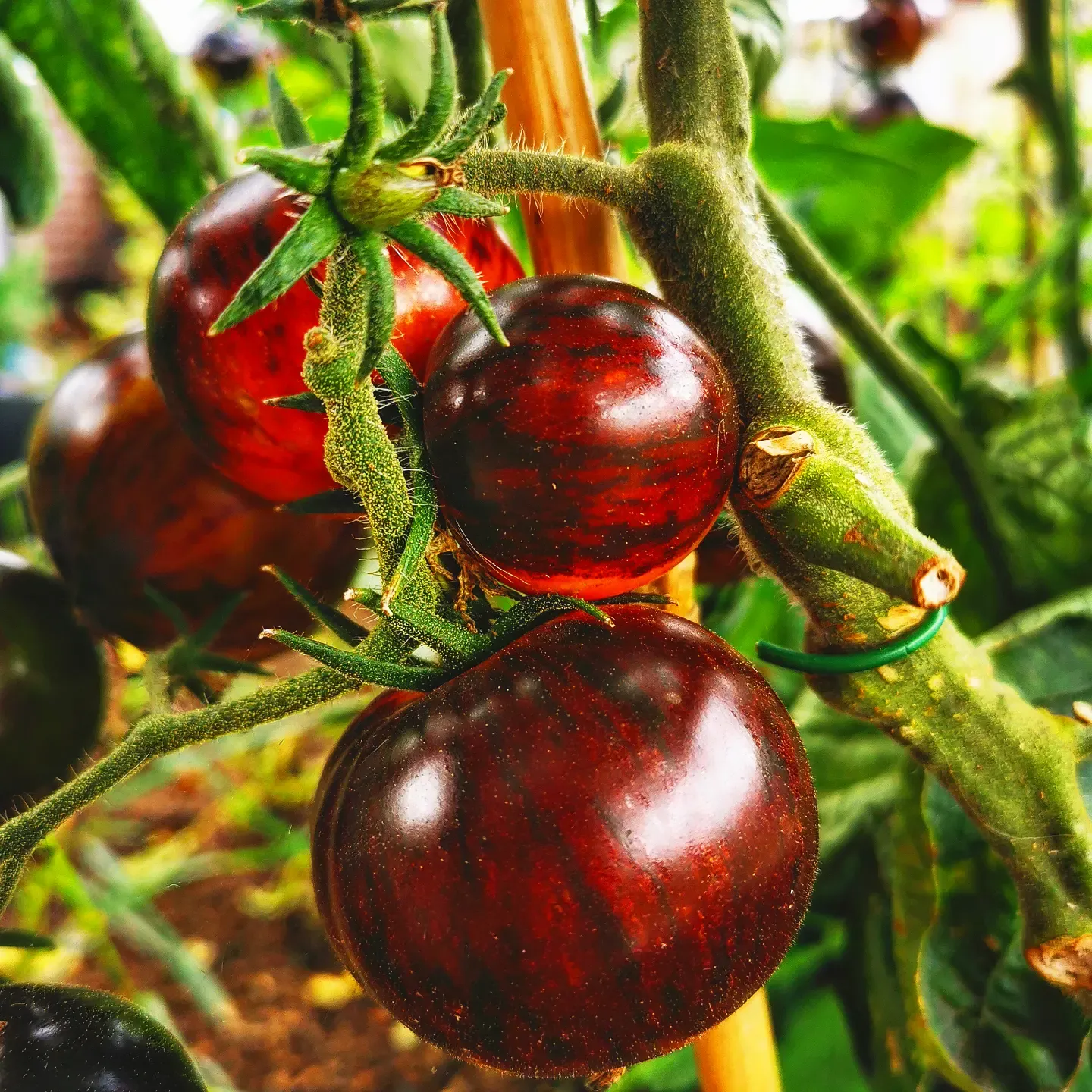 Schwarze Königin