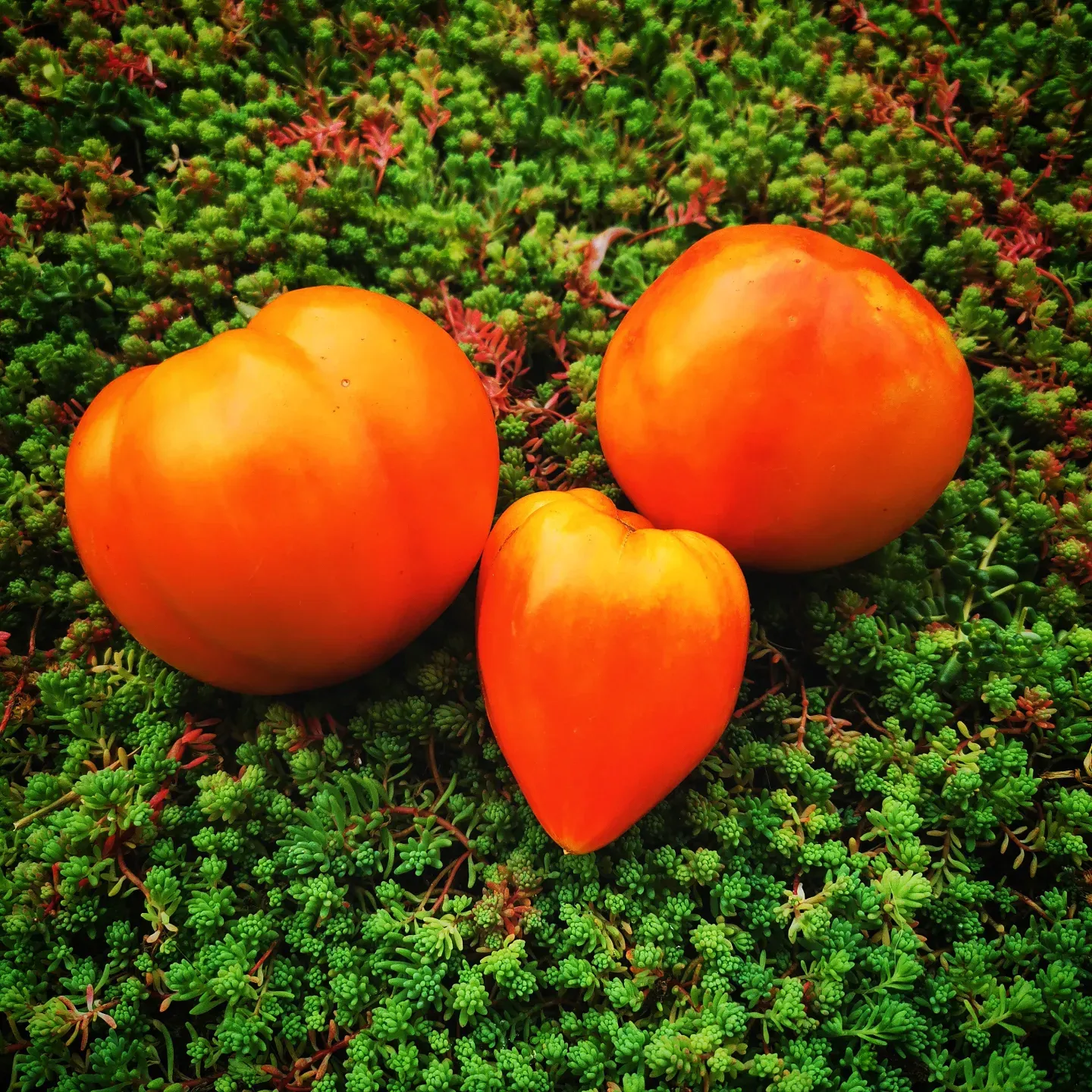 Little Lucky Heart