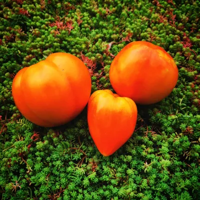 Little Lucky Heart