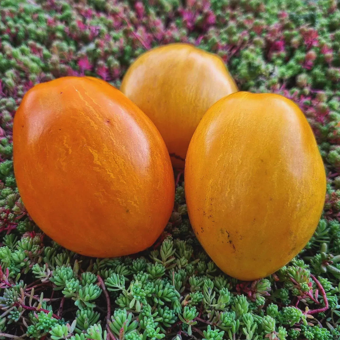 Dino Eggs