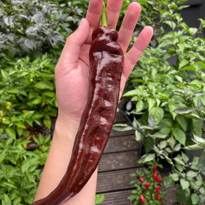 Saraga Giant Sweet Choclate