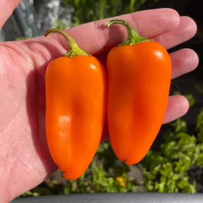 Snackpaprika Orange