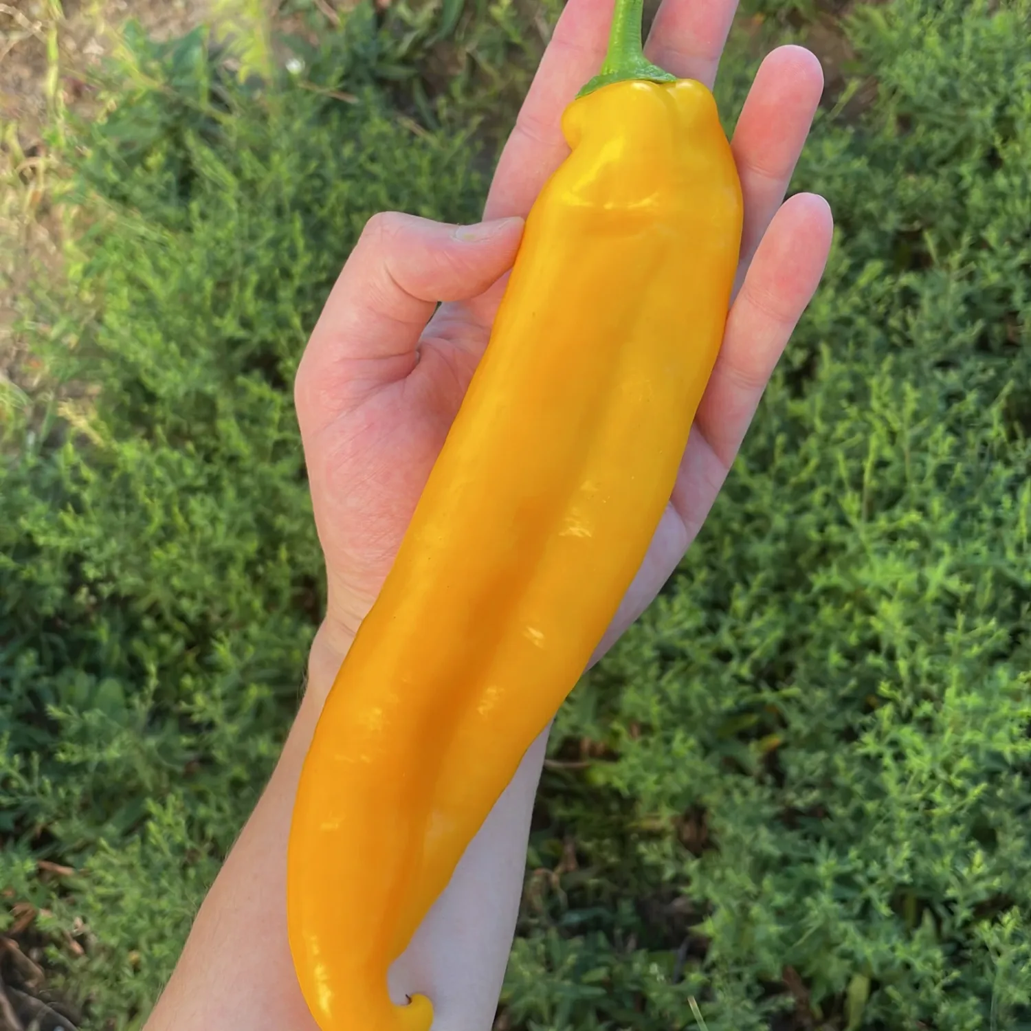 Corno di Toro Giallo