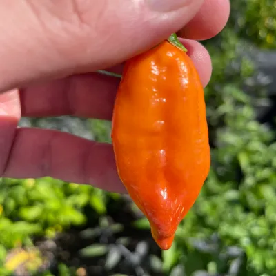 Habanada