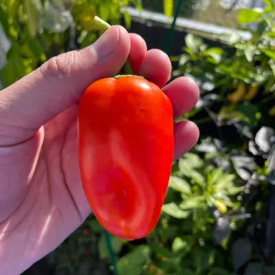 Snackpaprika Rot