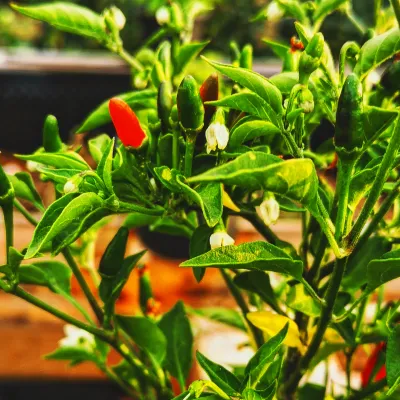 Zwergchili