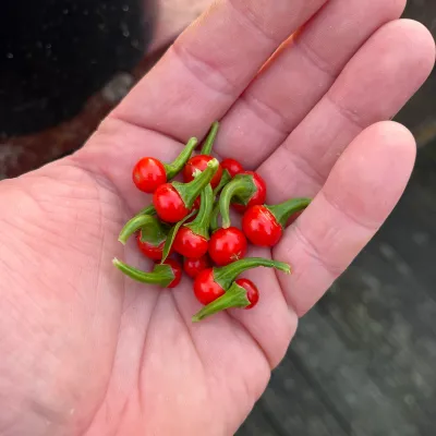 Red Demon
