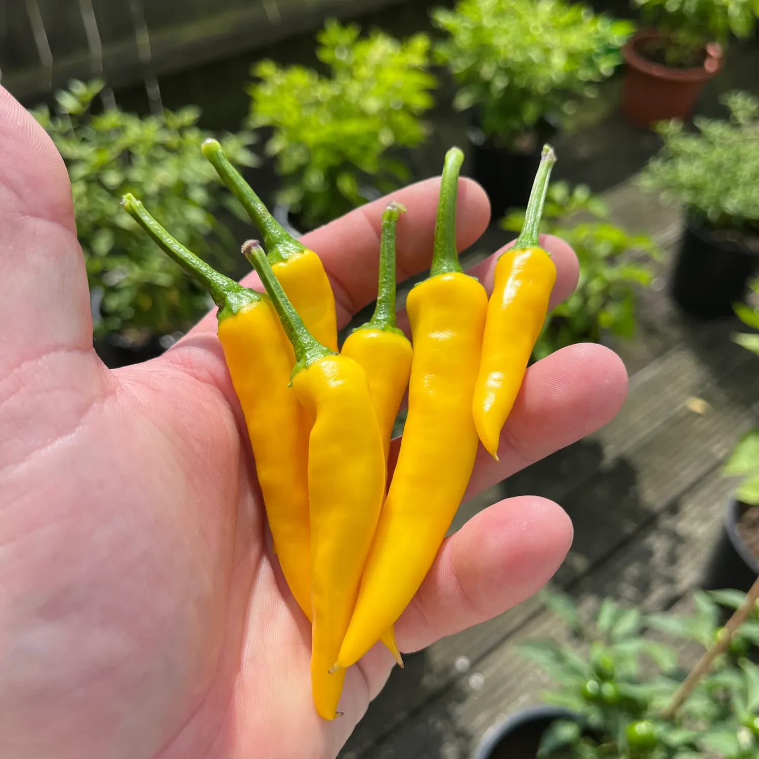 Zitronenchili