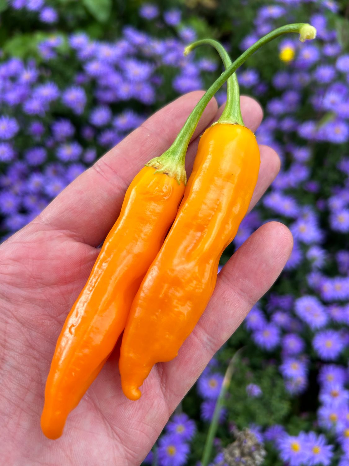 Aji Golden