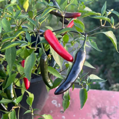 Black Snake