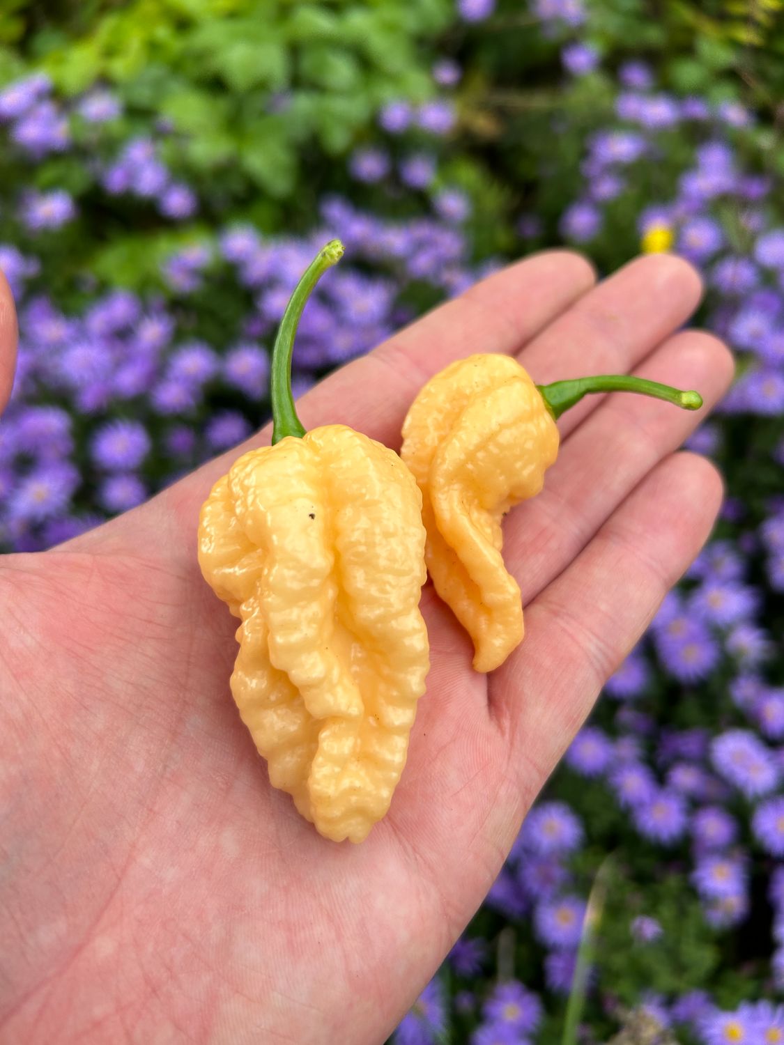 California Reaper